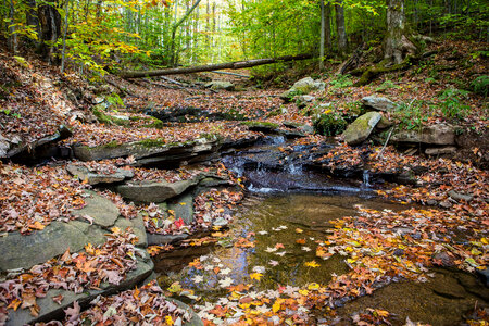 Brook Trout stream-1