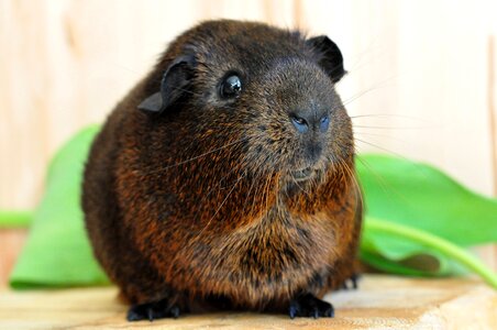Fur animals animal gold agouti