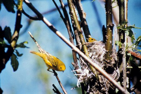 Chick nest song bird photo