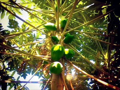 Papaya tree green food photo
