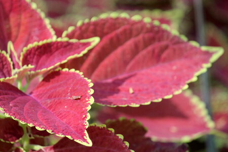 Red Leaves photo