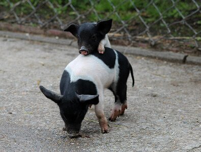 Happy pig animal cute photo