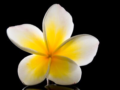 White yellow frangipani photo