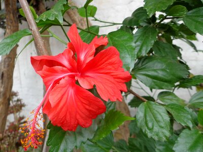 Beautiful beautiful flowers biology
