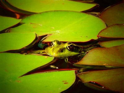 Animal water nature