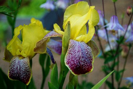 Flower plant summer photo