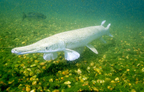 Leucistic Alligator Gar in captivity