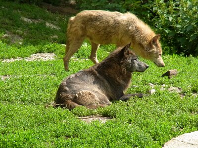 Animal predator mammal