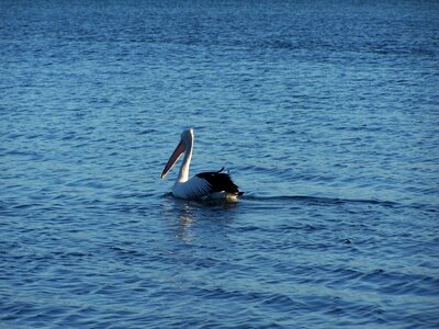 Bathe pelican photo