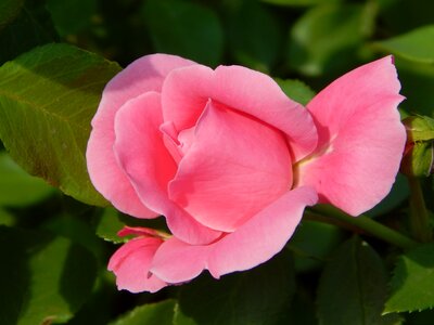 Flower pink roses petals