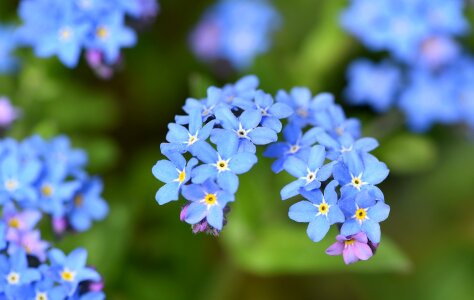 Blue pointed flower tender photo