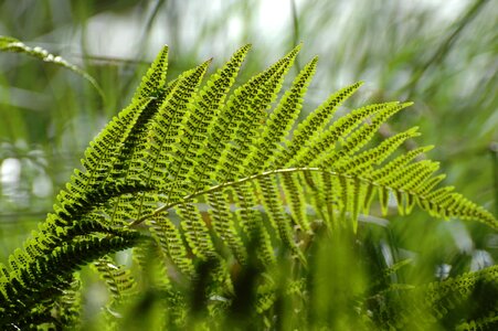 Branch dark green ecology