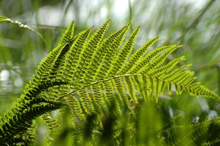 Branch dark green ecology photo