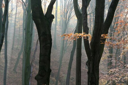 Fog tree trunks trees