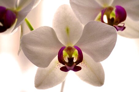 Flower white violet white