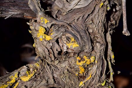 Bark dark flora