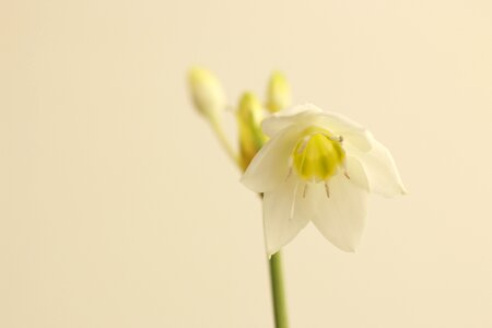 Cut flower spring yellow spring photo