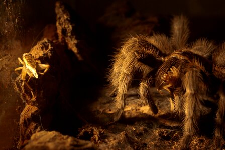 Grasshopper cricket macro photo