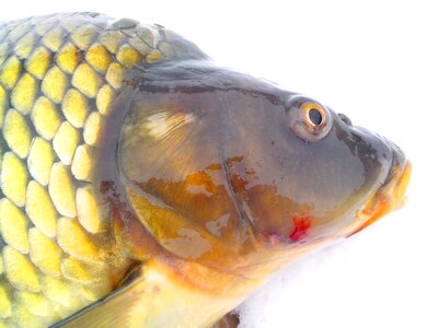 Animal background carp