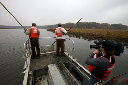 Electrofishing for Northern Snakehead-1