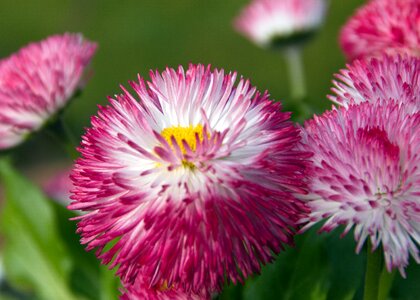 Close-up floral plant