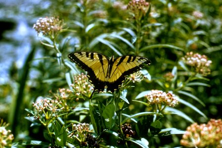 Butterfly tabby cat photo