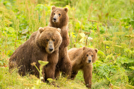 Kodiak brown bear with cubs