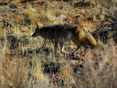 Array coyotes 