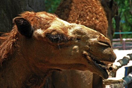 Camel dromedary portrait
