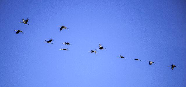 Group of Cranes flying in formation at Crex meadows photo