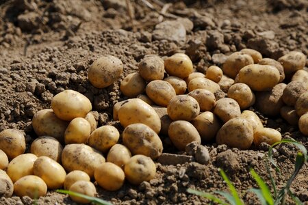 Eat earth harvest