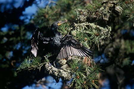 Cormorant double 