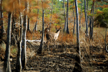 Columbian White-tailed deer photo