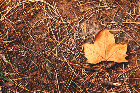 Autumn Maple Leaf on a Real Soil photo