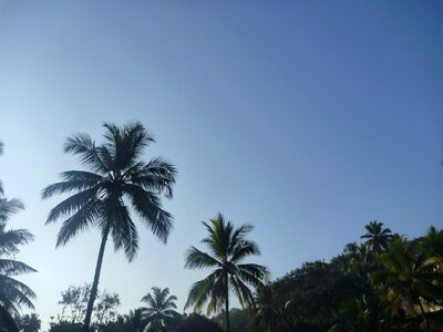 Tropical Island Coconut Trees