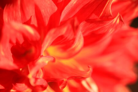 Beautiful beautiful flowers beautiful photo