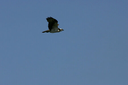 Osprey in flight-4