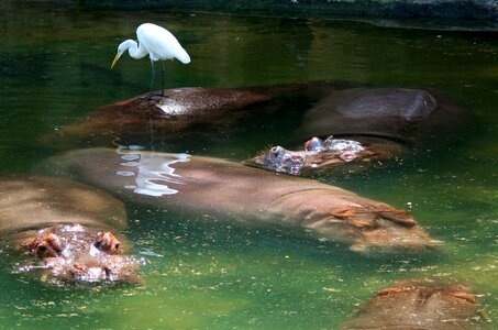 Egret hippo animal