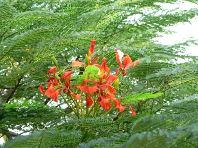 Flowers red tree photo