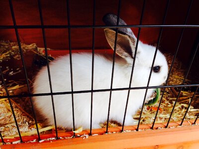 Animal rabbit cage