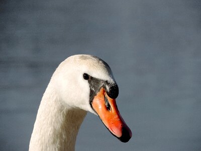 Neck head beak photo