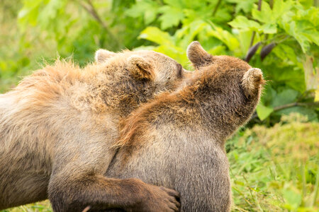 Kodiak brown bear hug
