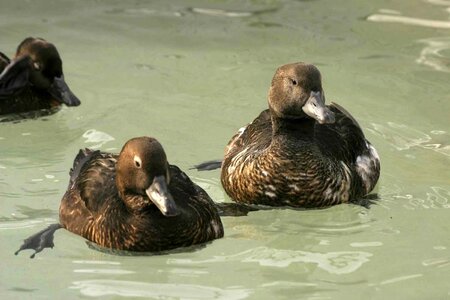 Close close-up ducks
