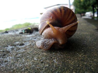 Spiral gastropod slime photo