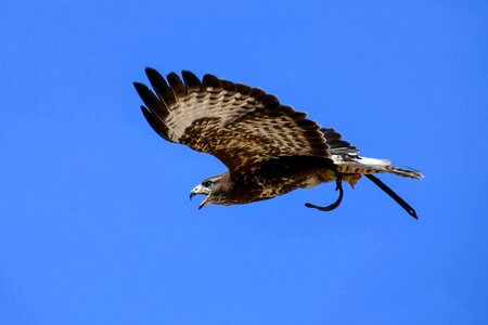 Animal avian beak photo