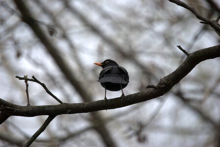 Blackbirds bird nature photo