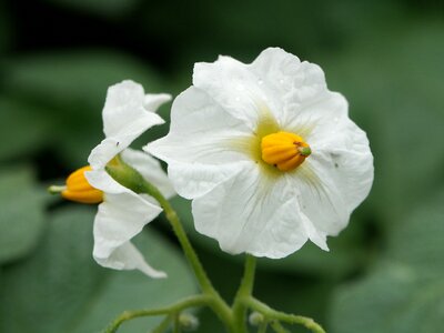 White green yellow