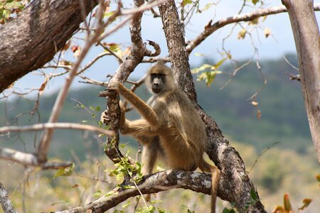 Tanzania mammal monkey photo