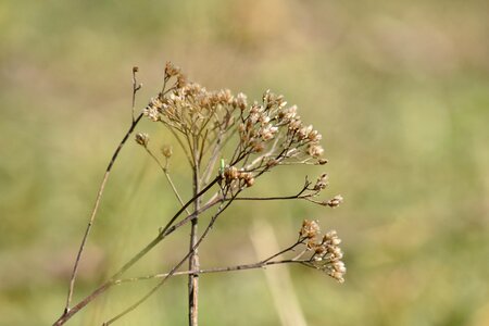 Dry summer herb