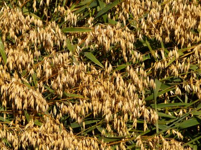 Arable cereals grain